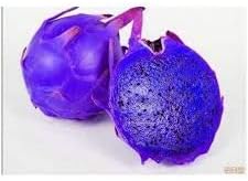 Pitaya Fruit Seeds for Planting Lavender 100 pcs
